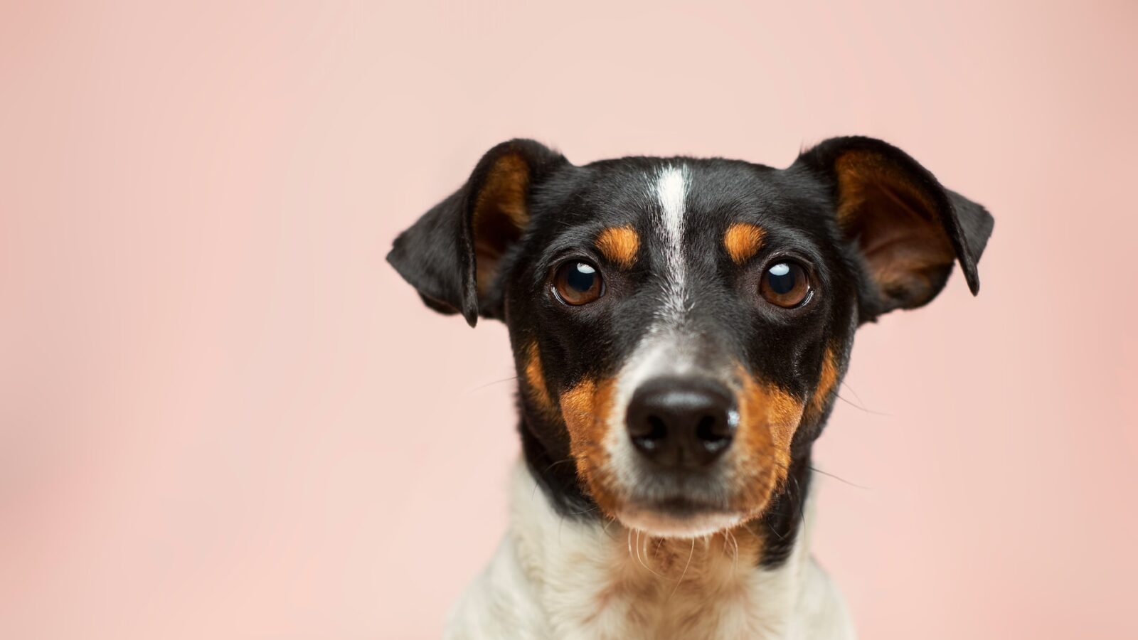 A white terrier dog with a black face on a pink background, representing divorce and custody of the family pet in Ontario