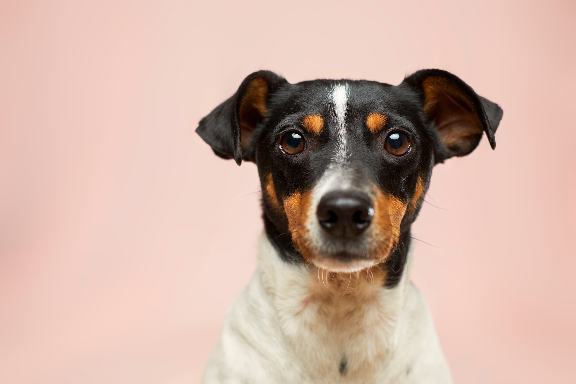 Who Gets the Family Dog in a Divorce or Separation?